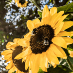 The Something Guy South African Blog Feature Image - 2022-09-15T132315.865