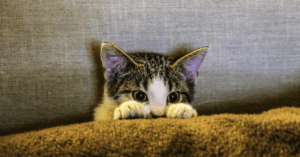 The Something Guy South African Blog Feature Image (20)