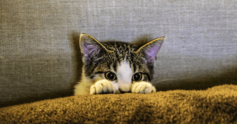 The Something Guy South African Blog Feature Image (20)