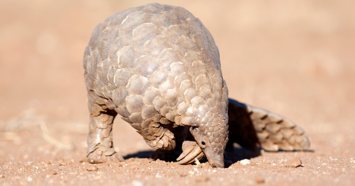 The Something Guy South African Blog Feature Image (1)