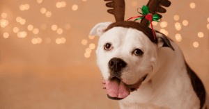 The Something Guy South African Blog Feature Image - 2022-12-13T185106.236