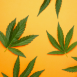 The Many Benefits of Cannabis, and Why It's Having a Moment