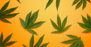 The Many Benefits of Cannabis, and Why It's Having a Moment