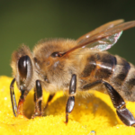Buzzing Bro-ventures Un-BEE-lievable Facts About Our Tiny Winged Friends