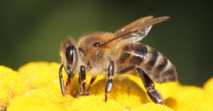 Buzzing Bro-ventures Un-BEE-lievable Facts About Our Tiny Winged Friends