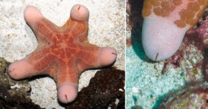 The Something Guy South African Blog Feature Image - 2023-03-30T115315.059