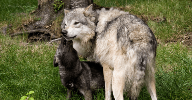 The Something Guy South African Blog Feature Image - 2023-04-11T101536.751