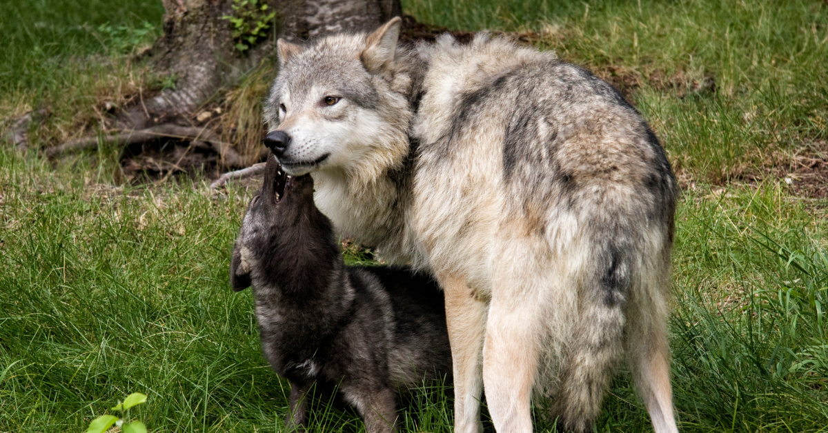 The Something Guy South African Blog Feature Image - 2023-04-11T101536.751