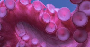 The Something Guy Featured Image - South African Blog (50)