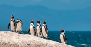 _Article Feature for The Something Guy - South African Blogger (40)