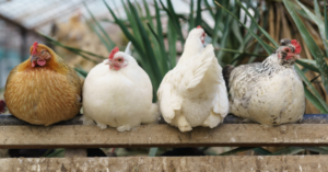 _Article Feature for The Something Guy - South African Blogger - 2024-03-31T142437.067