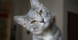 _Article Feature for The Something Guy - South African Blogger - 2024-10-02T112019.809