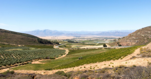 _Article Feature for The Something Guy - South African Blogger - 2025-04-03T150745.617