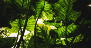 _Article Feature for The Something Guy - South African Blogger - 2025-04-04T095854.196