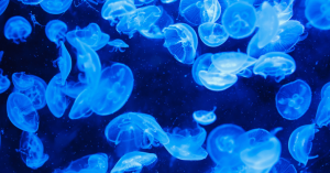 _Article Feature for The Something Guy - South African Blogger - 2025-04-08T111000.914