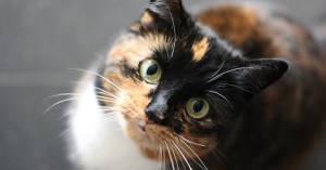 _Article Feature for The Something Guy - South African Blogger - 2025-04-14T163154.545