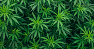 _Article Feature for The Something Guy - South African Blogger - 2025-04-14T201549.809