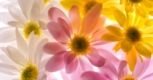 A 12-Year-Old Gets His Life Back The Quiet Miracle of an Anonymous Stem Cell Donor