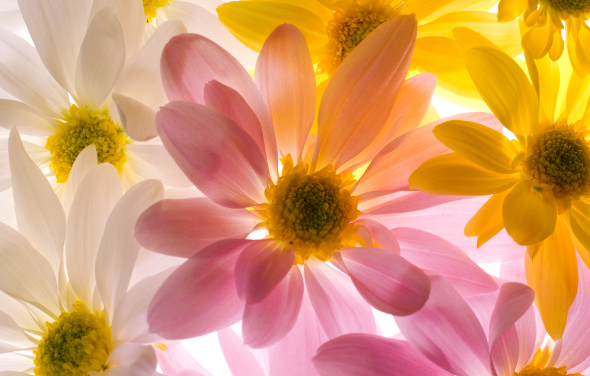 A 12-Year-Old Gets His Life Back The Quiet Miracle of an Anonymous Stem Cell Donor