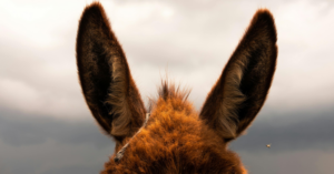 This Baby Donkey’s Joyful Morning Greeting Is Restoring Faith in Humanity