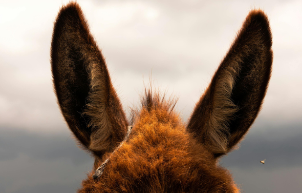 This Baby Donkey’s Joyful Morning Greeting Is Restoring Faith in Humanity