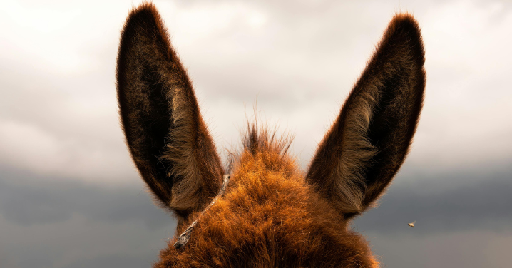 This Baby Donkey’s Joyful Morning Greeting Is Restoring Faith in Humanity